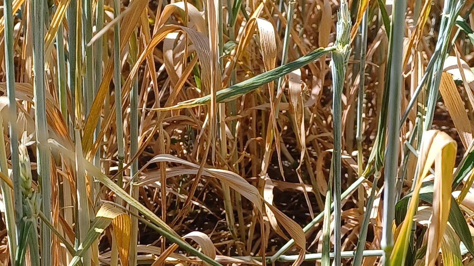 seceta afecteaza toate culturile