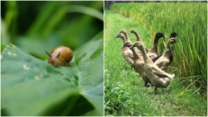 terasa, melc, rate, pesticide