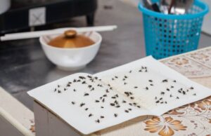 muste, restaurant, Spania, mancare