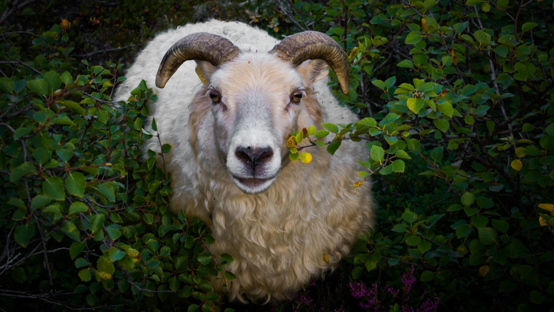 Uniunea Europeana, acord comercial, Noua Zeelanda, carne