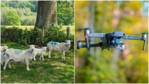 oi, noua zeelanda, lana, drone