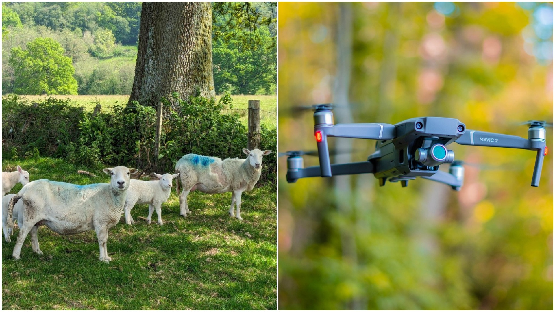 oi, noua zeelanda, lana, drone