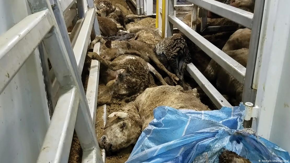 oi moarte transport pe nave