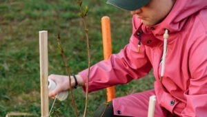 apia, cereri, impadurire