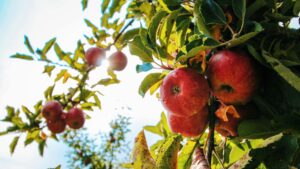 mere, cirese, Polonia, frig