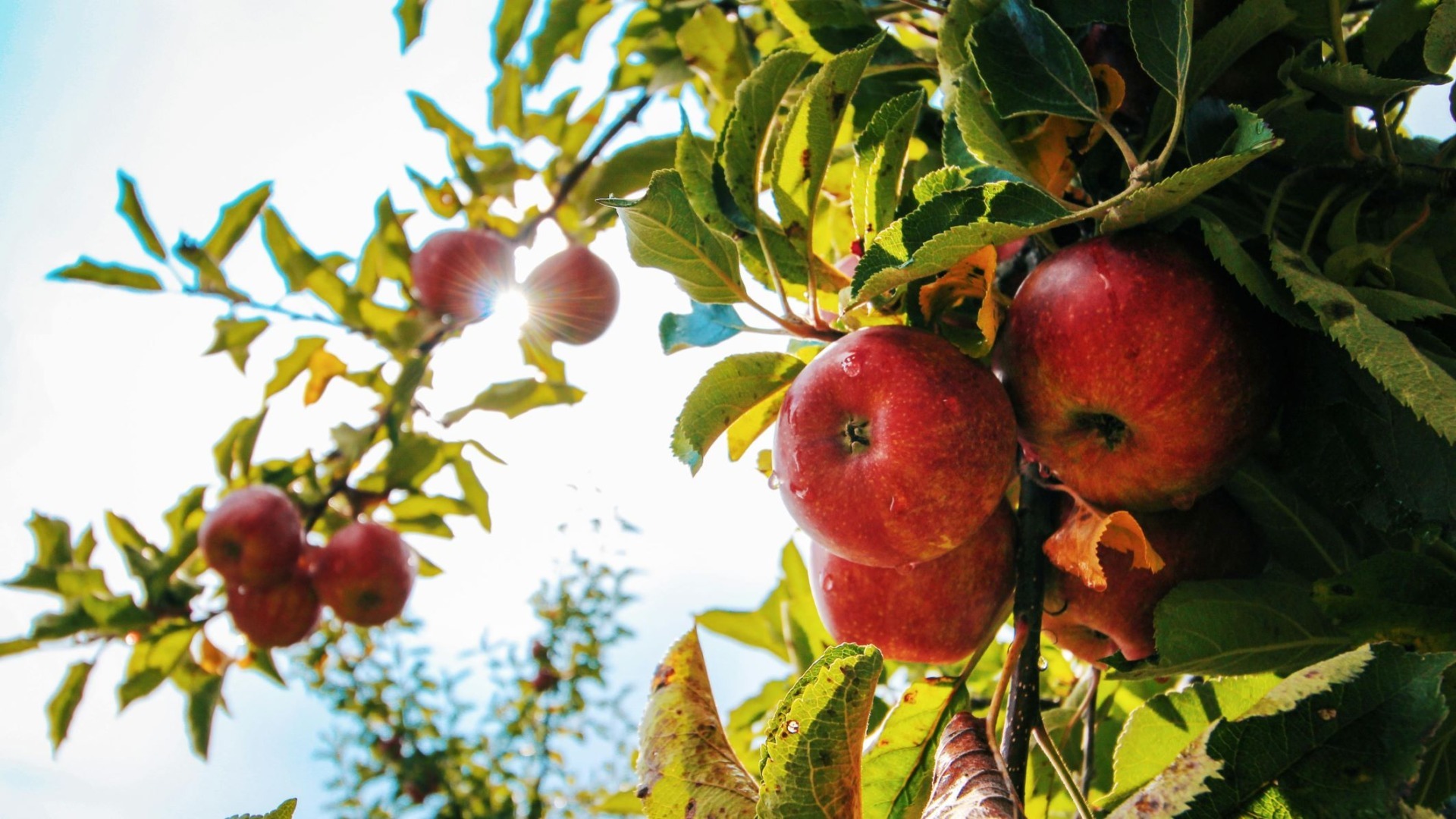 mere, cirese, Polonia, frig