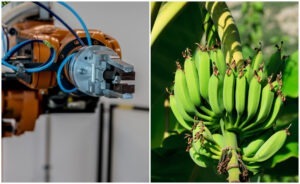 robot, banane, australia, de-handing