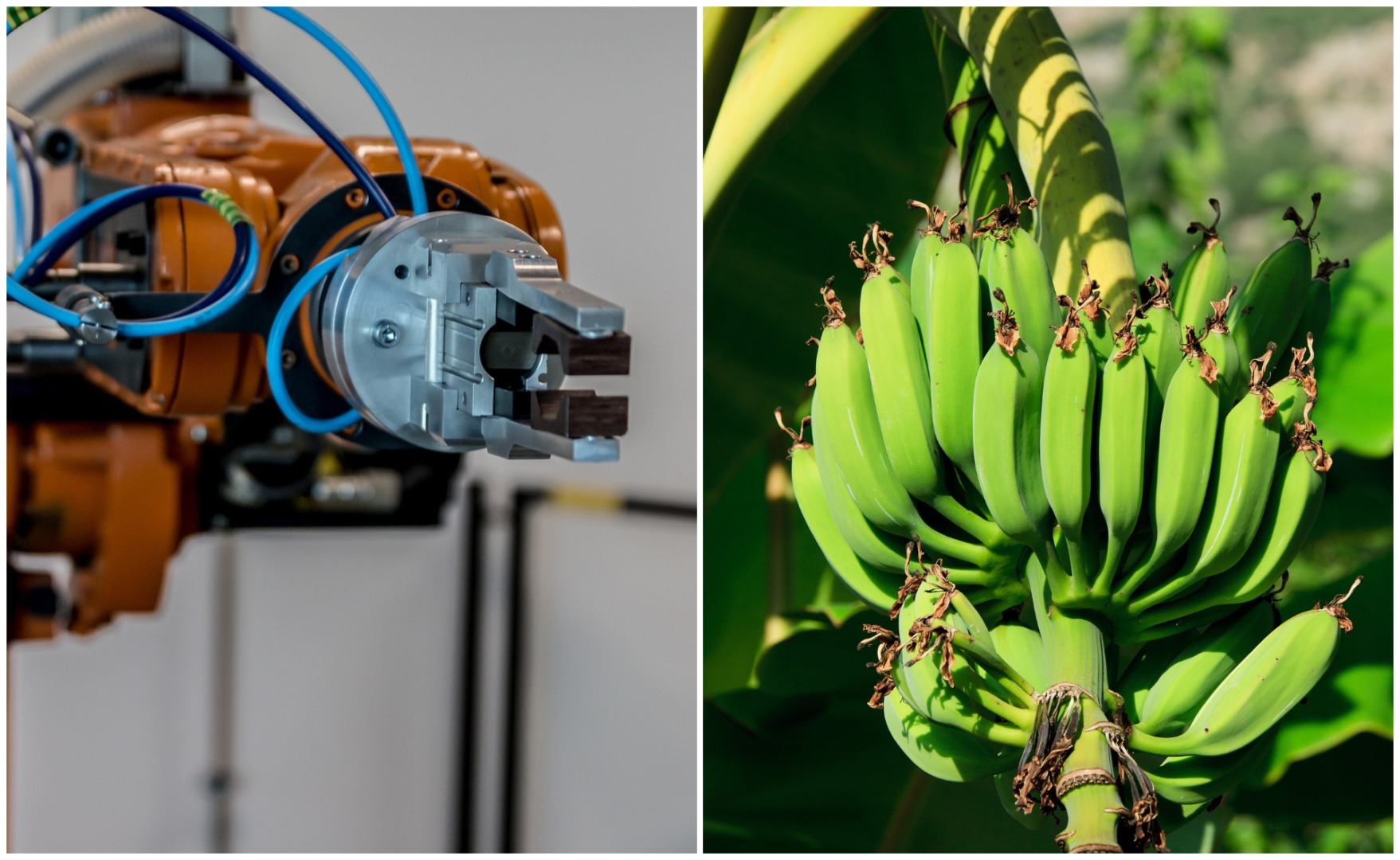 robot, banane, australia, de-handing