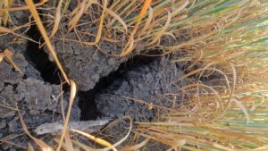 seceta, Razvan Avram, Vrancea, grau