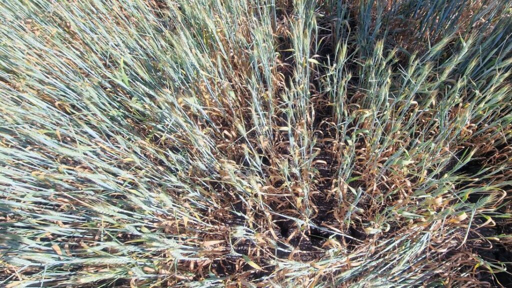 seceta, Razvan Avram, Vrancea, grau