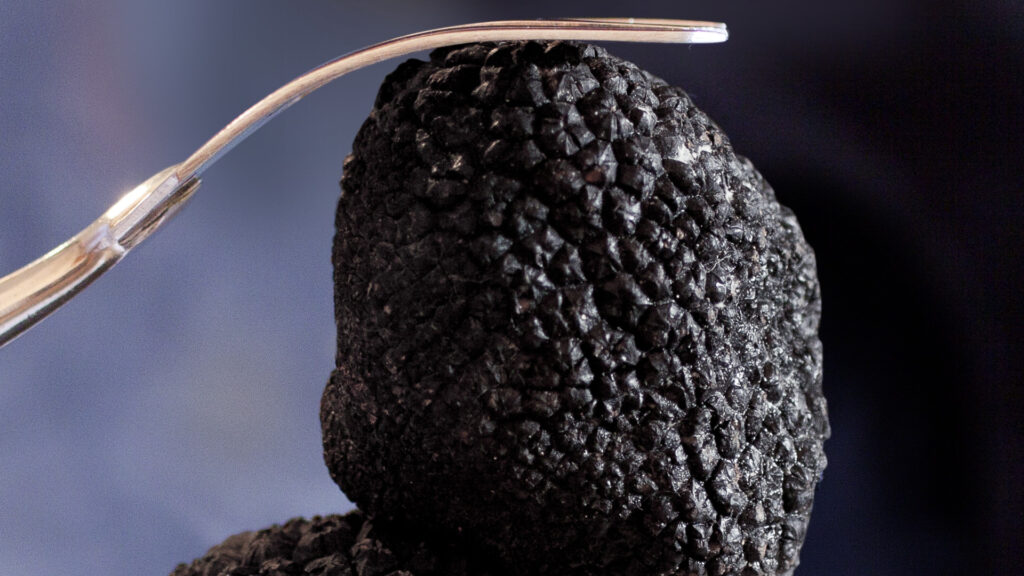 trufe, festival, cacica, gastronomie