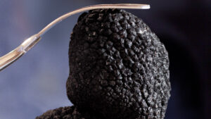 trufe, festival, cacica, gastronomie