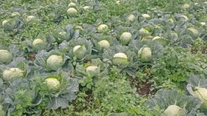 varza, Dolj, legume, fermier