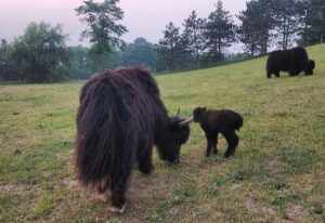 ferma, iaci, michigan, kiwidinok farm