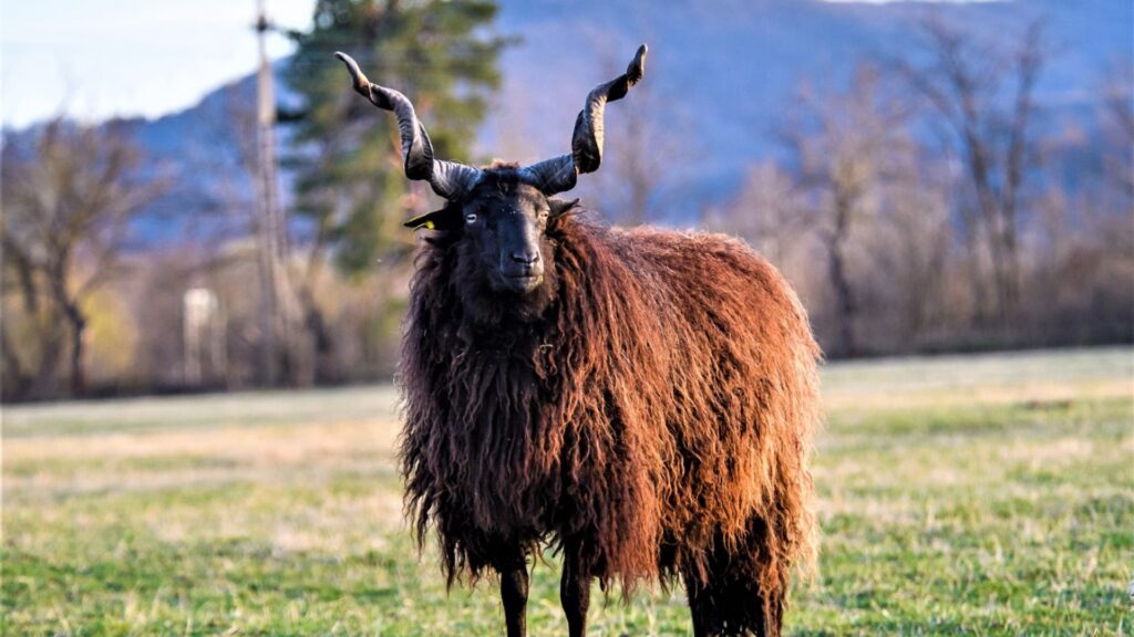 Berbec, Ratca, Romania