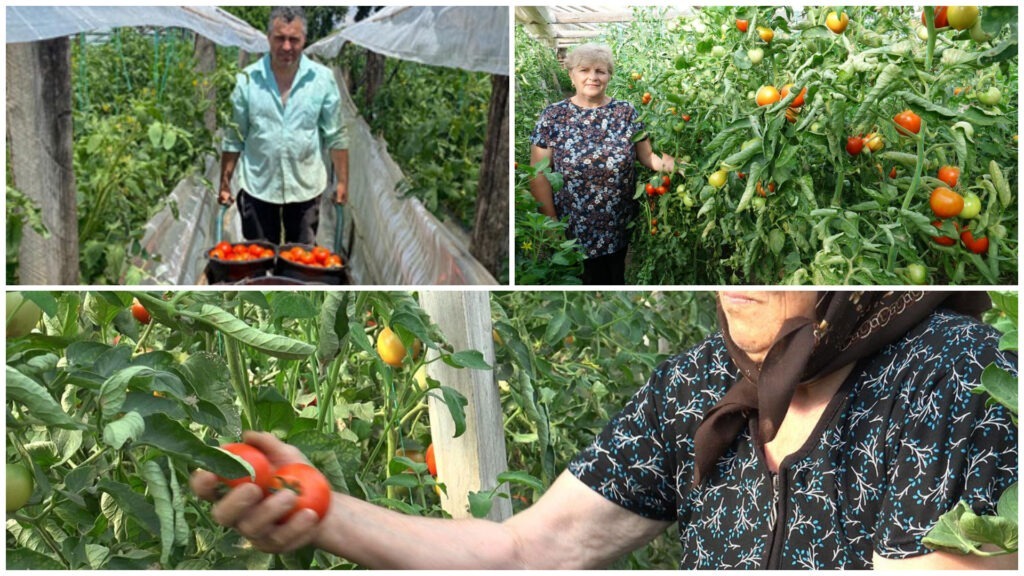 roșii nestropite, solar, producători,