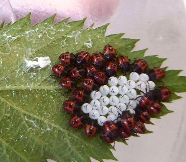 nezara viridula, plosnita verde, pagube, tomate