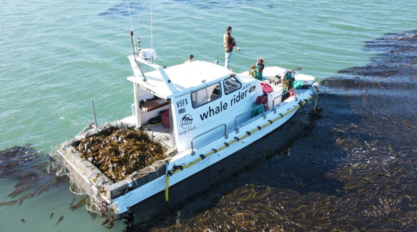 alge, kelp blue, namibia, co2