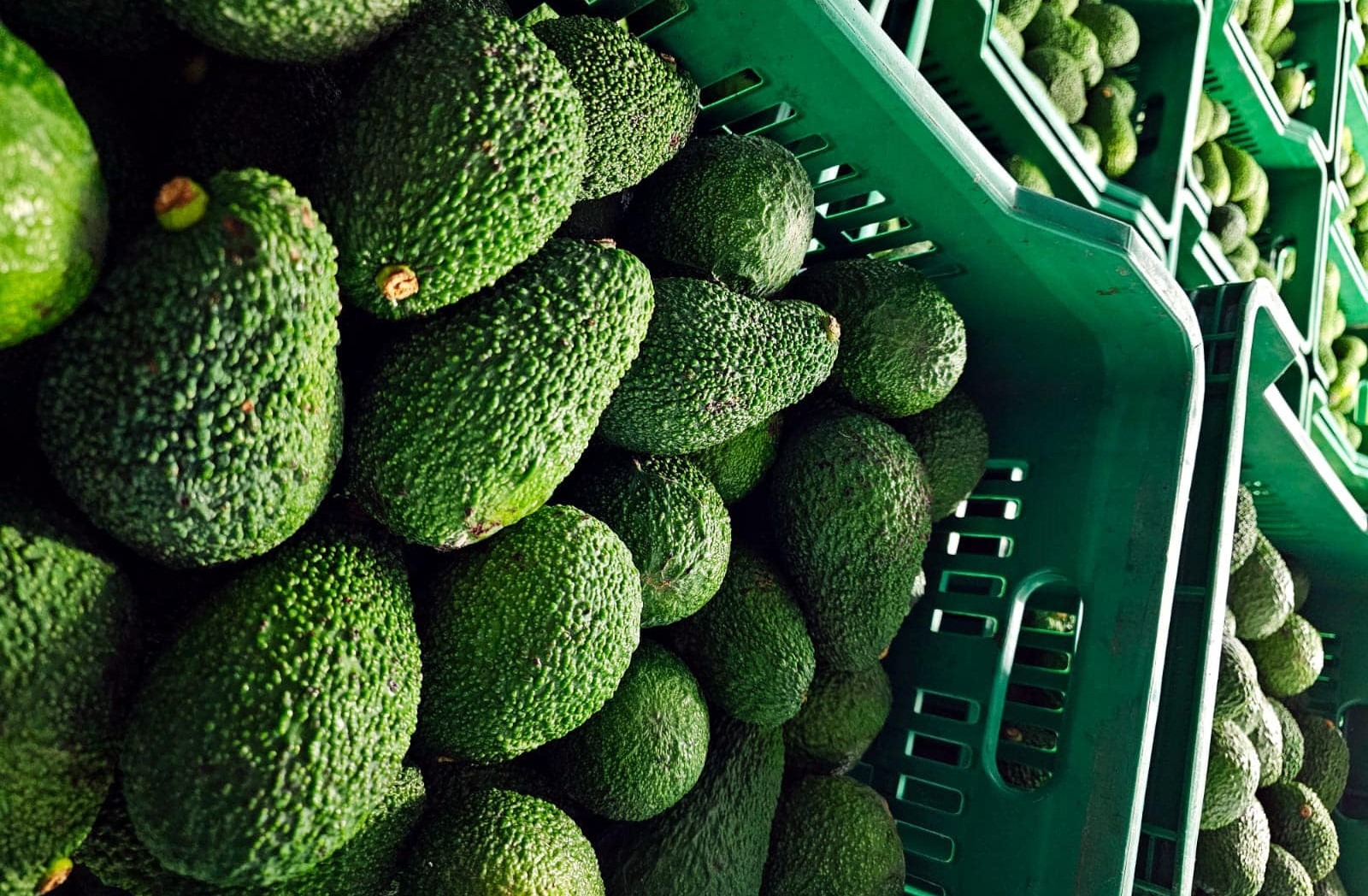 avocado productie de avocado in Europa schimbari climatice fructe tropicale in Sicilia fructe tropicale cultivate in Europa