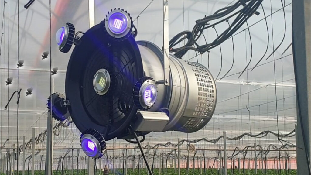 biocaptur, tomate, molia tomatelor, tuta absoluta