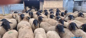 Cap Negru de Teleorman, rase de ovine, Romania