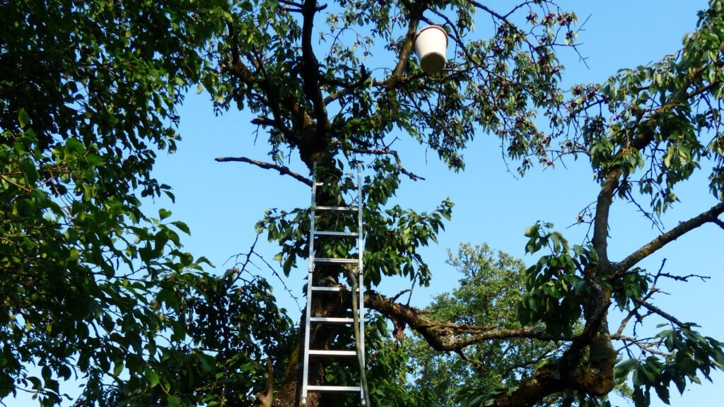 cules, fructe, ortopedie, cirese