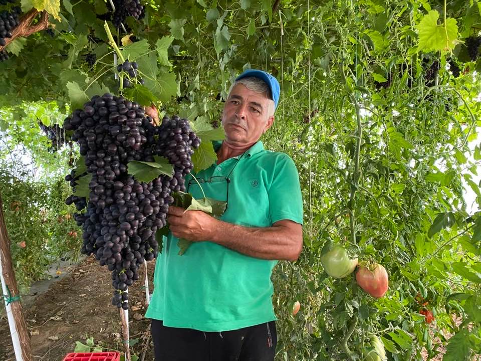 Struguri uriași cultivați în solar