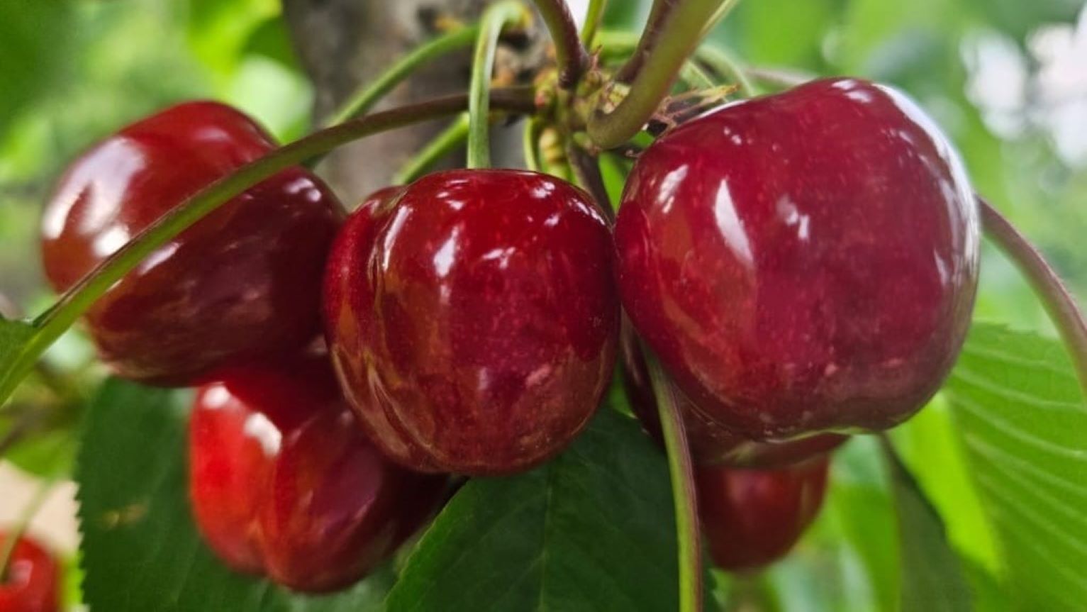 cirese, Uniunea Europeana, Polonia, Italia, Spania