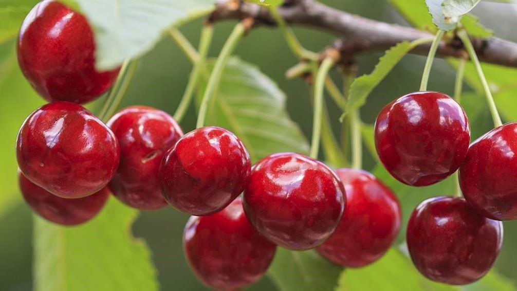 cirese, Grecia, Taste Atlas