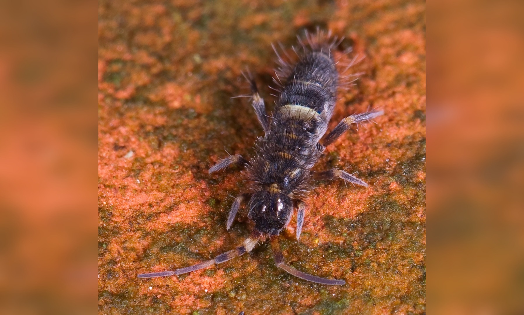 nevertebrate, sol, descompunere, plante