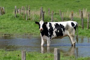 ansvsa, fermieri, canicula, animale