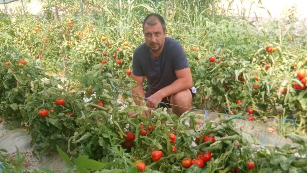 rosii, Valcea, pretul rosiilor, pepeni