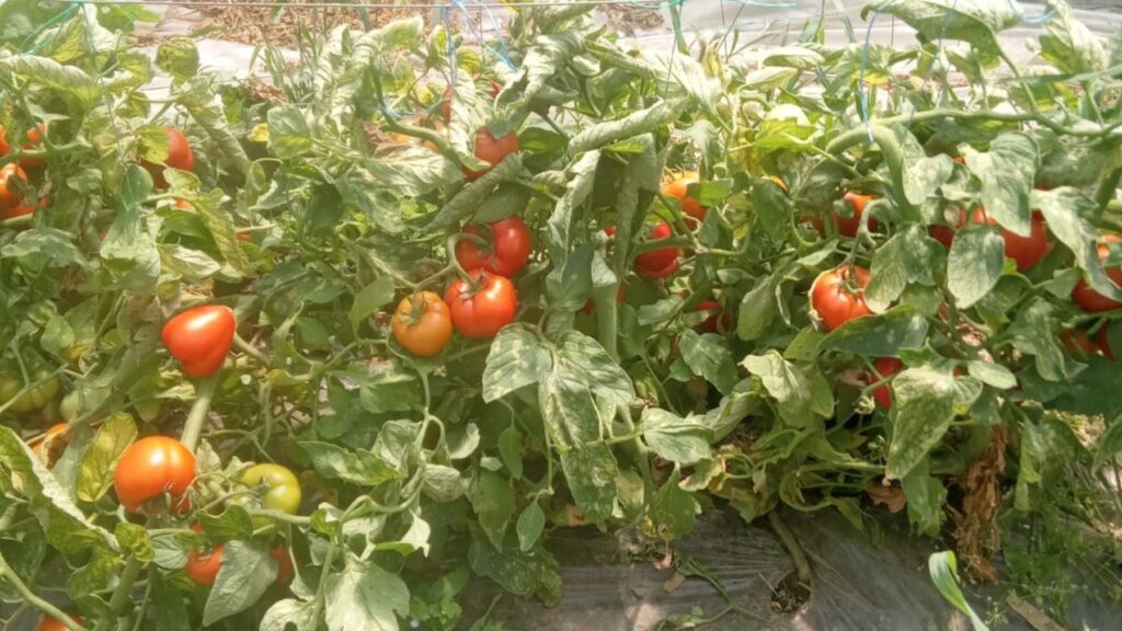 rosii, Valcea, pretul rosiilor, pepeni