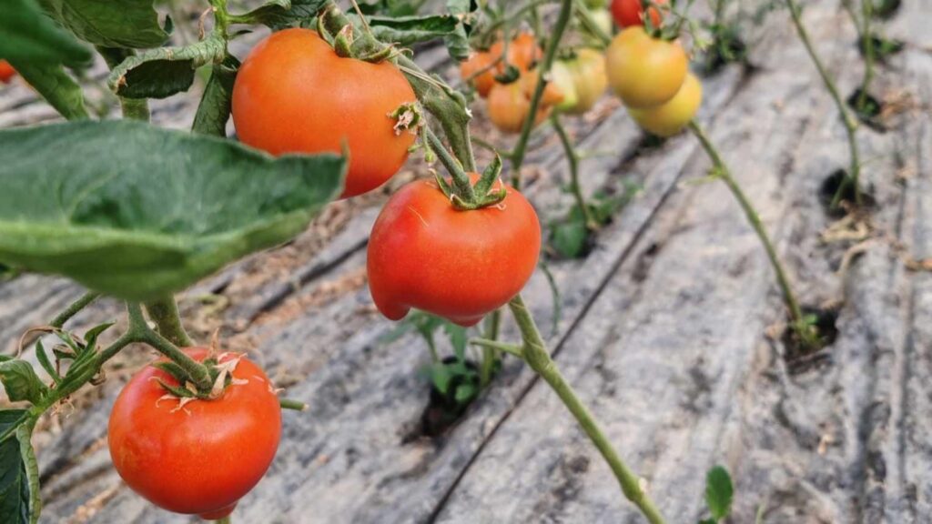 rosii, Ionut Didea, Gorj, pretul rosiilor 