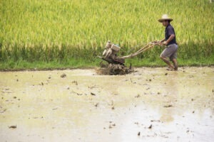 legea securitatii alimentare, china, alimente, cereale