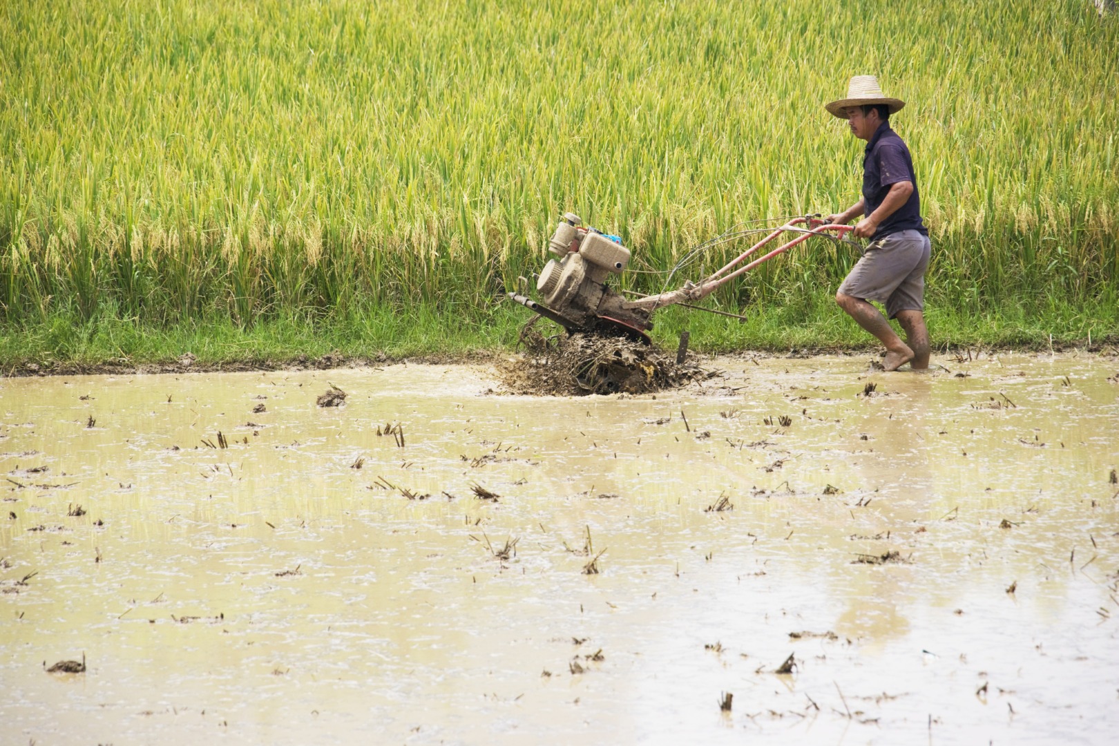 legea securitatii alimentare, china, alimente, cereale