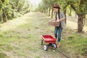 afir, ghid, licee agricole, liceu