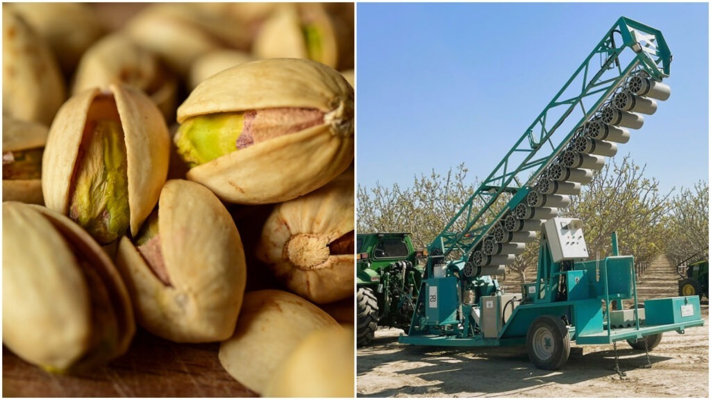 polenizare, california, fistic, edete