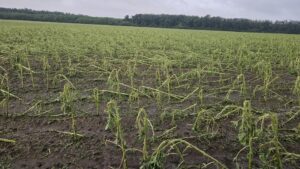 miliardar ortega ajutoare fermieri