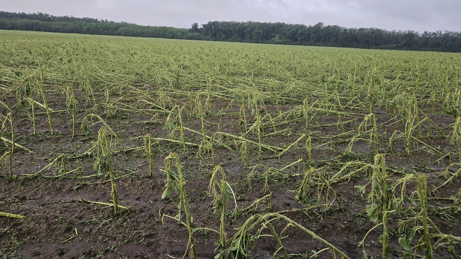 miliardar ortega ajutoare fermieri