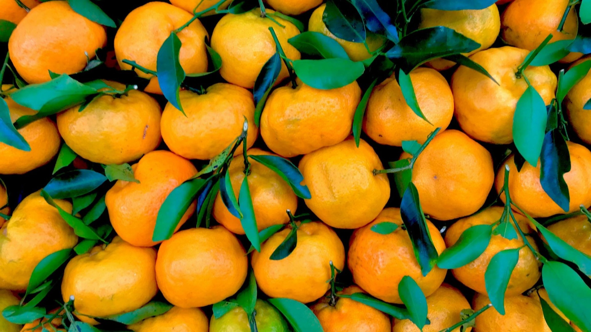 mandarine, Egipt, chlorpirifos, insecticid