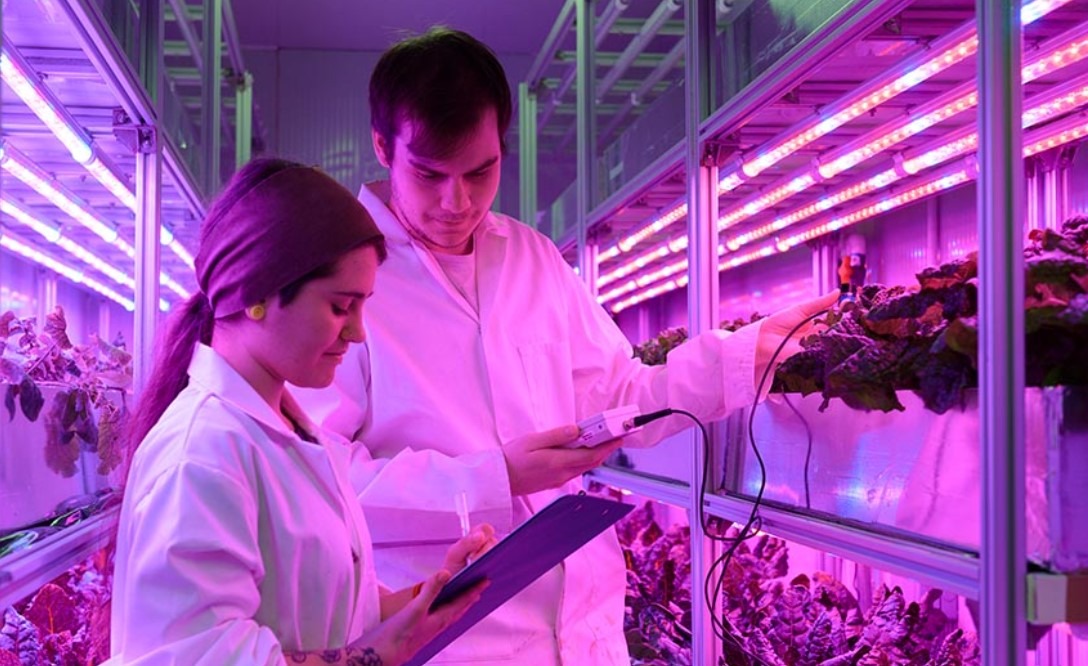 masterat, agricultura, universitate, marea britanie