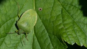 nezara viridula, plosnita verde, pagube, tomate