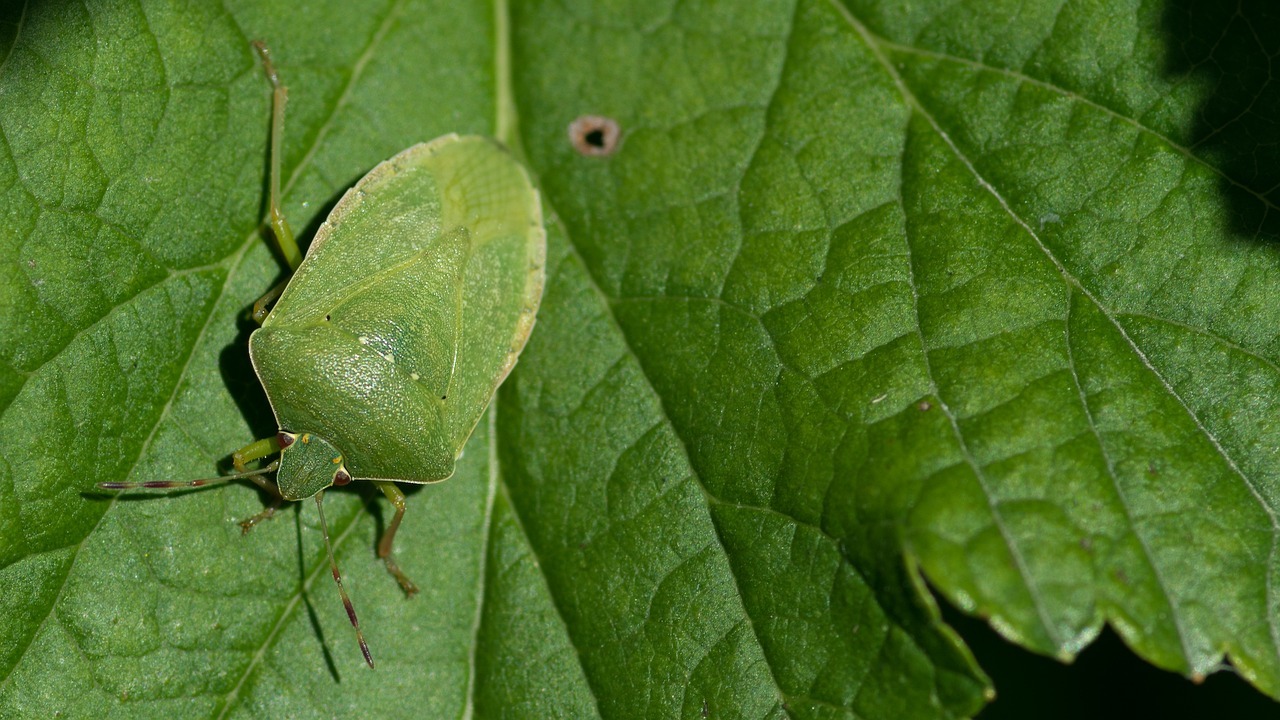 nezara viridula, plosnita verde, pagube, tomate