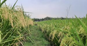 trestie de zahar, editare genetica, biomasa, frunze