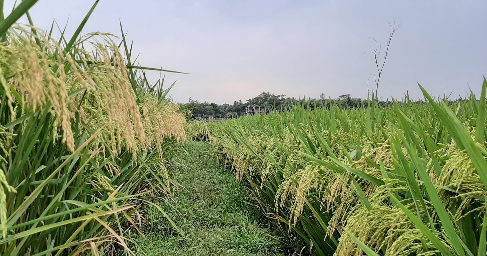 trestie de zahar, editare genetica, biomasa, frunze