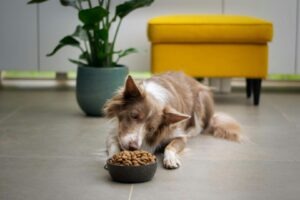 obiceiurile alimentare din India, modificate de industria de petfood