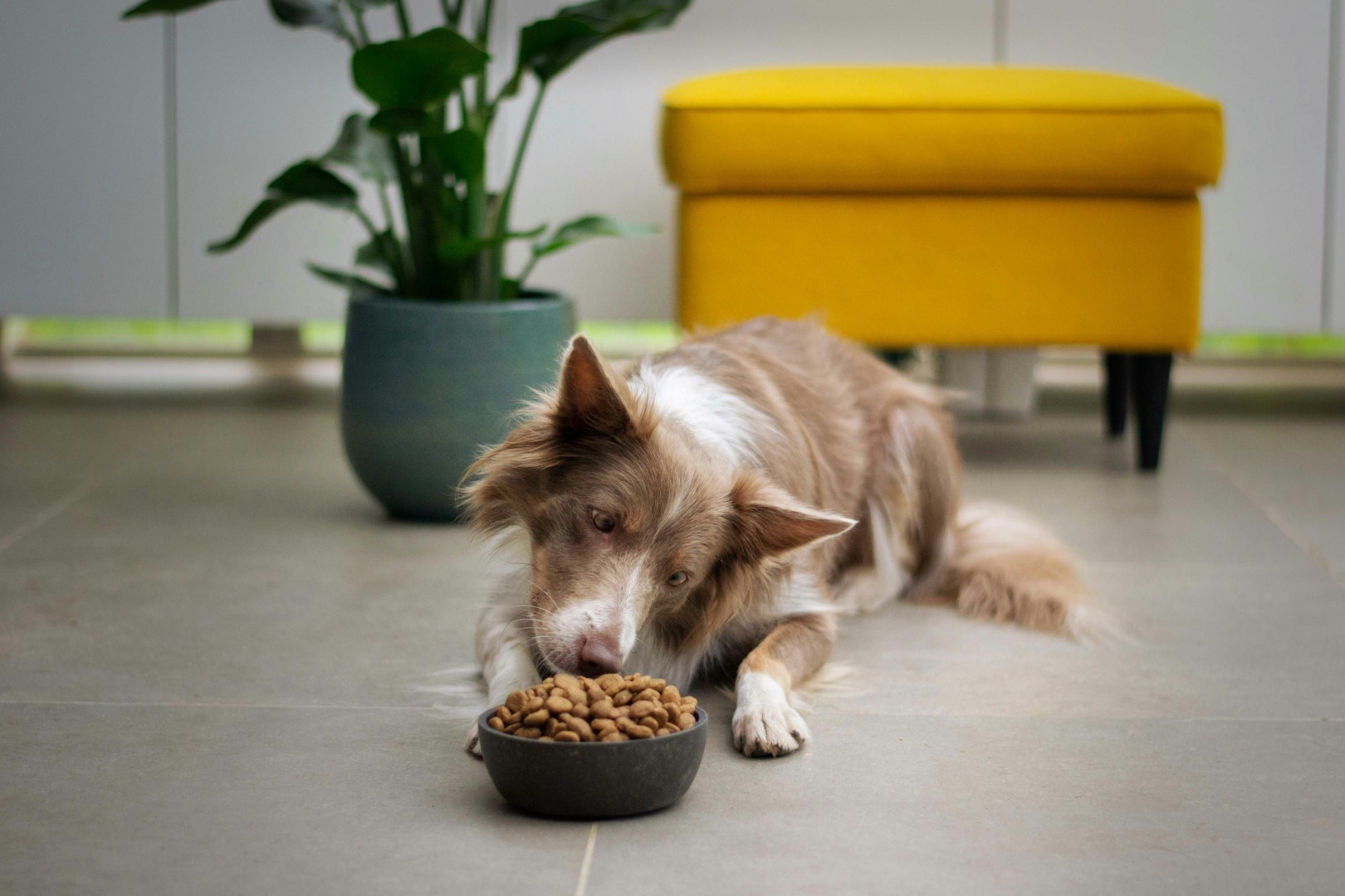 obiceiurile alimentare din India, modificate de industria de petfood