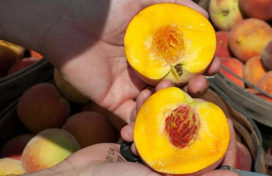 piersicile cresc imunitatea