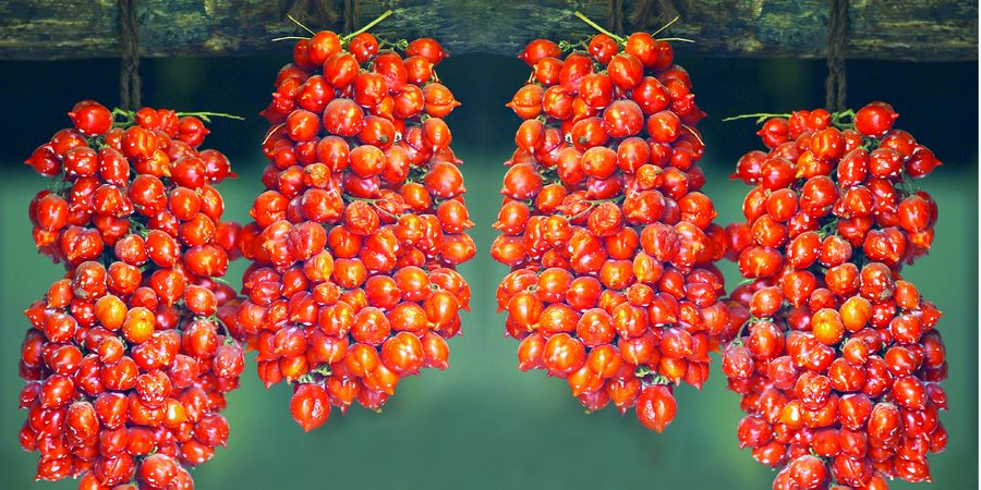 rosii care rezista iarna rosii proaspete peste iarna